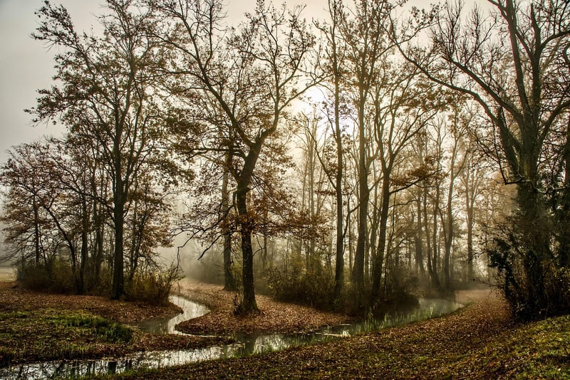 Woodland Setting
